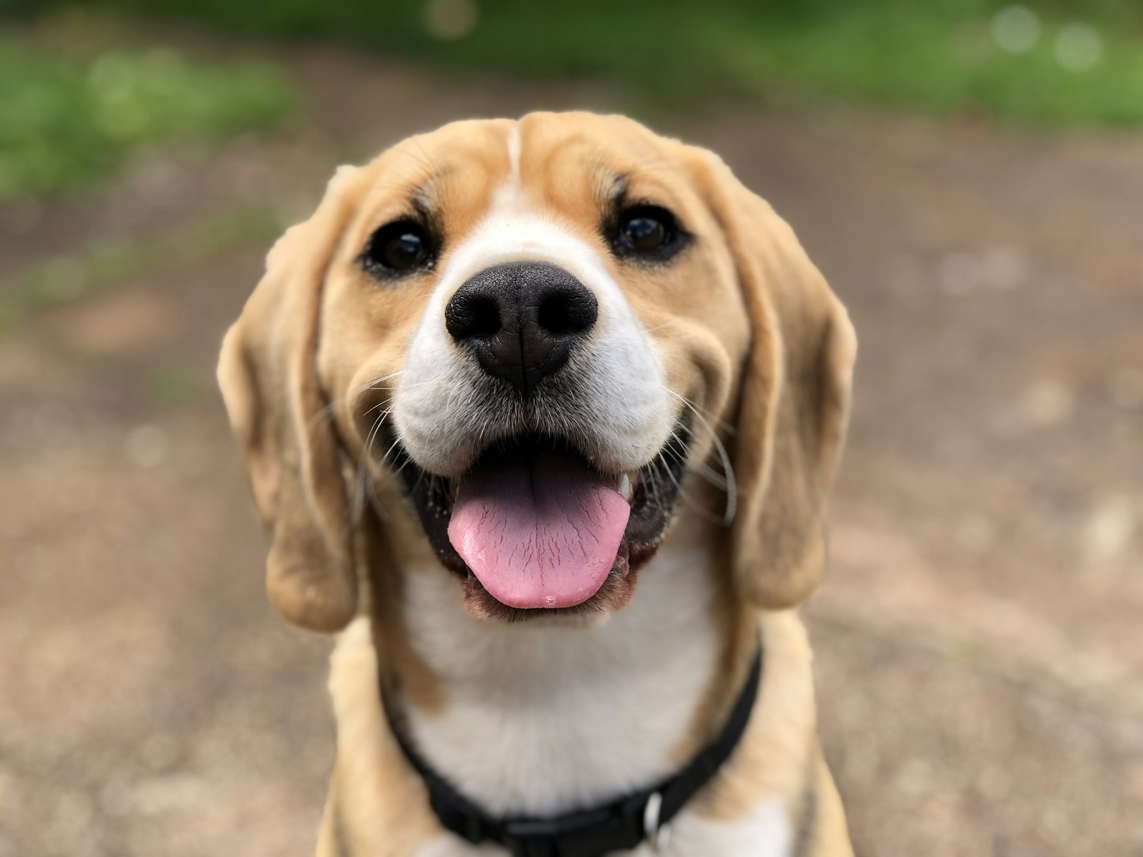 Perro feliz celebrando su cumpleaños con ChowieWowie