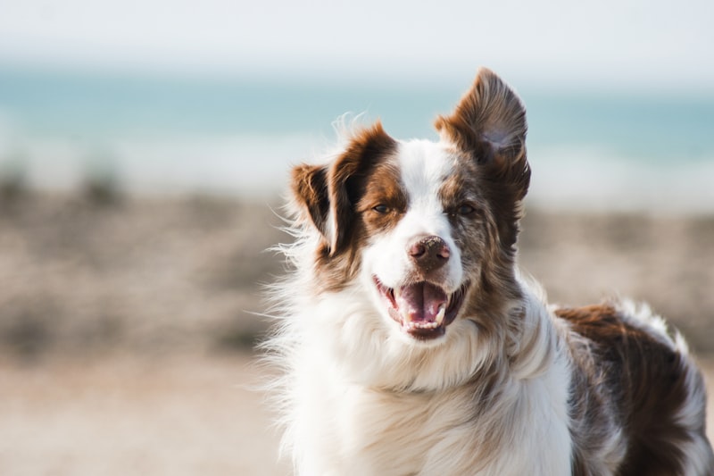Haz tu Pedido Canino